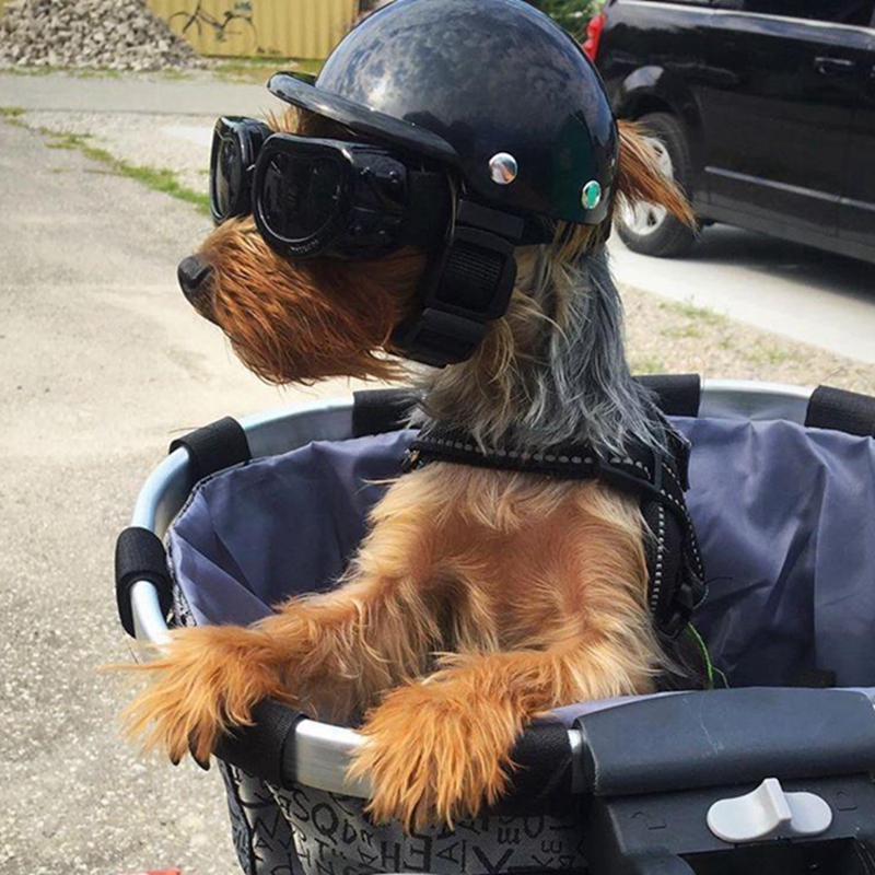 Pet Helmets Dog Cat Bicycle Mo - Commuting By Bike recension och pris